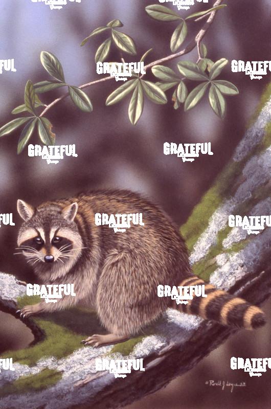 1979 Oak Tree Bandit