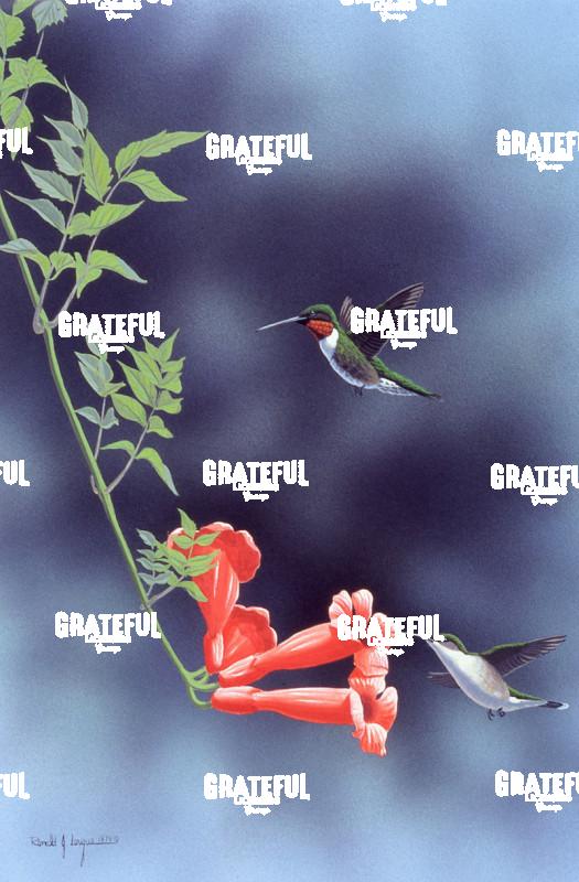 1979 Ruby Throats and Trumpet Creeper