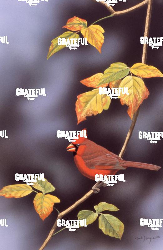 1979 Cardinal Poison Ivy