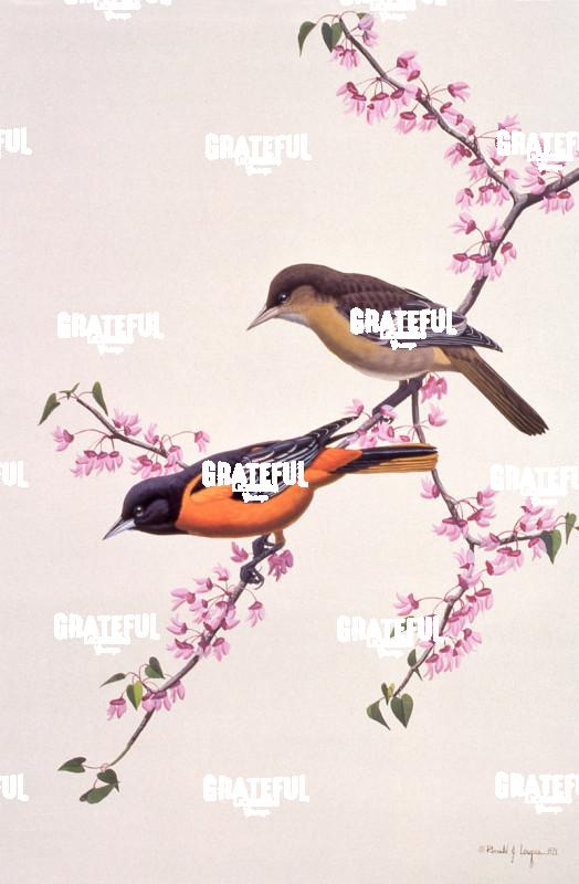 1979 B Orioles Redbud