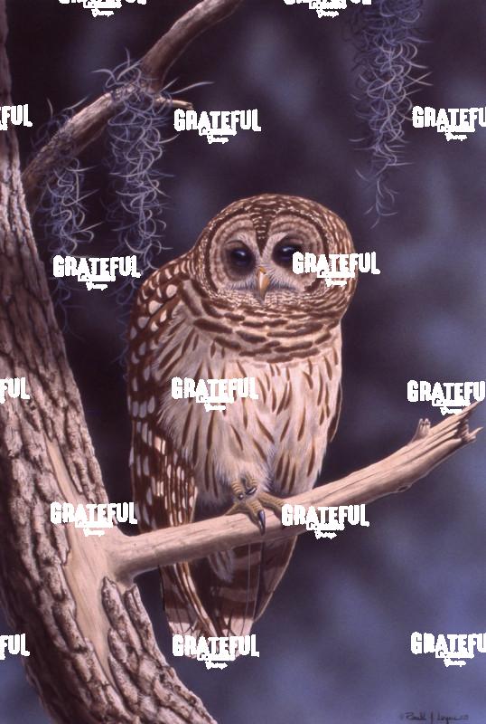 1979 Barred Owl