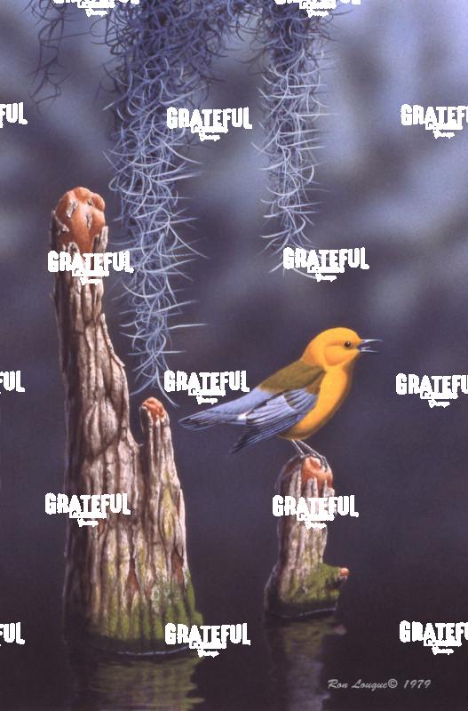 1978 Yellow Swamp Warbler