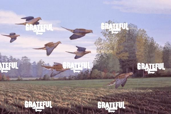 1978 Cornfield Doves