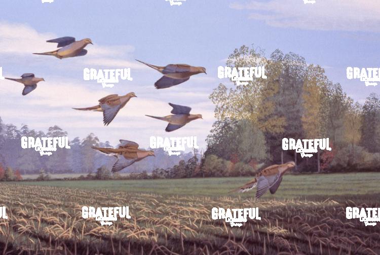 1978 Cornfield Doves
