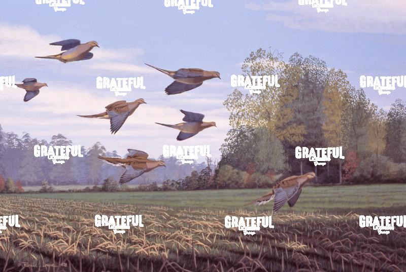 1978 Cornfield Doves