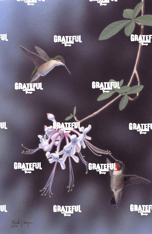 1977 Hummers And Wild Azalea