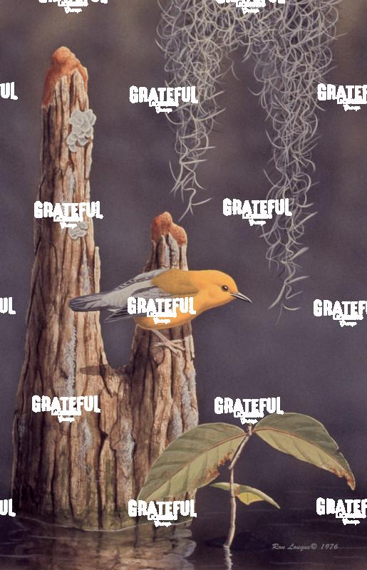 1976 Prothotonary Warbler