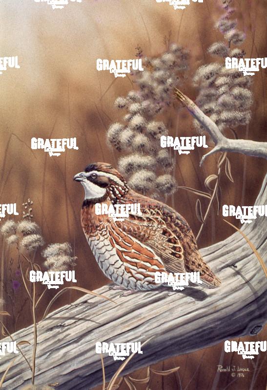 1976 Bobwhite at Rest