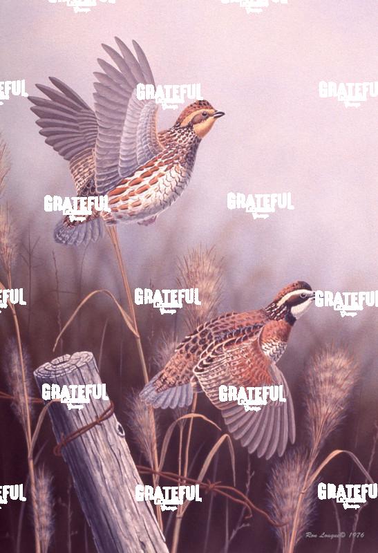 1976 Fencerow Bobwhites