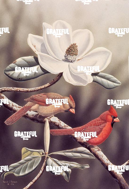 1976 Cardinals and Magnolia