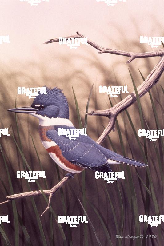1976 Belted Kingfisher