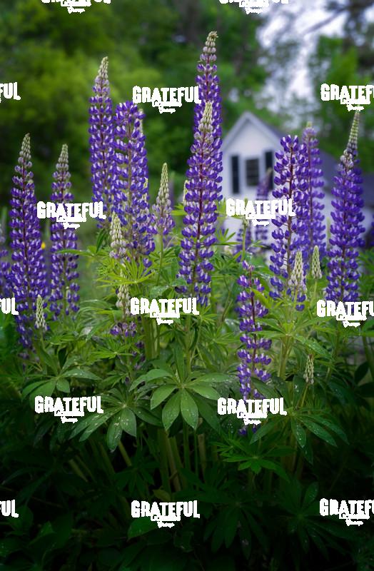 New England Bloom