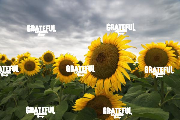 Storms Over Sunflowers