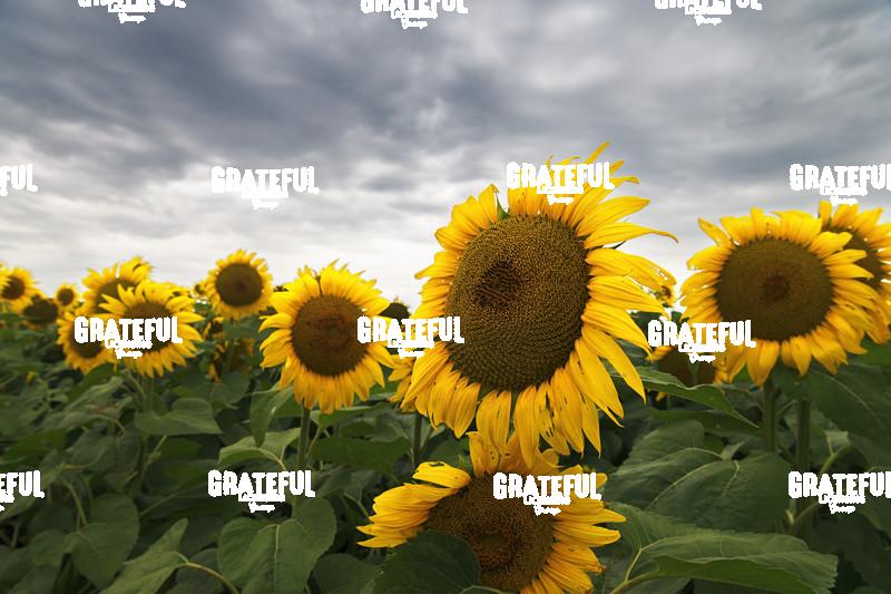 Storms Over Sunflowers