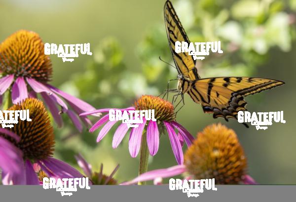 Swallowtail on Purple Coneflower