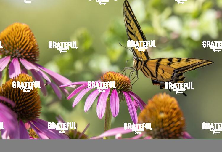 Swallowtail on Purple Coneflower
