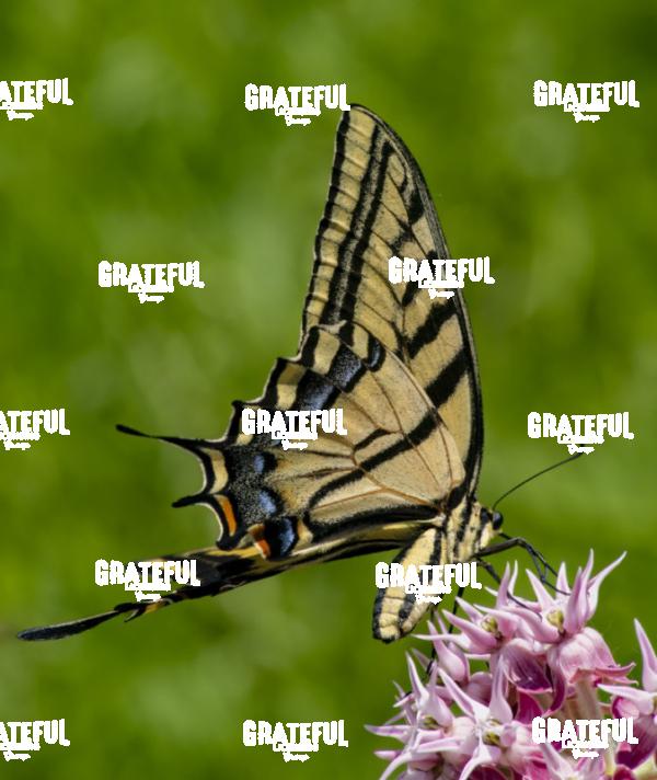 Tiger Swallowtail on Pink Flowers Portrait-1