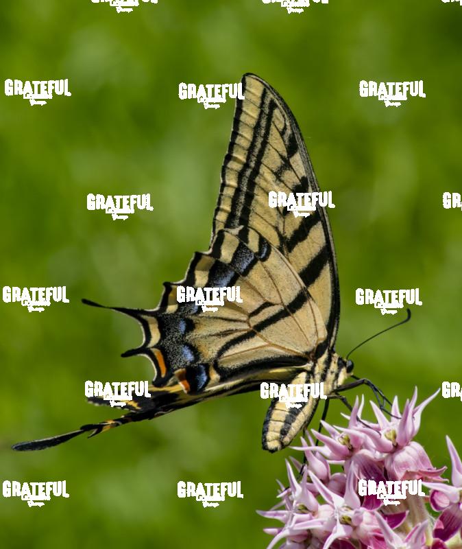 Tiger Swallowtail on Pink Flowers Portrait-1