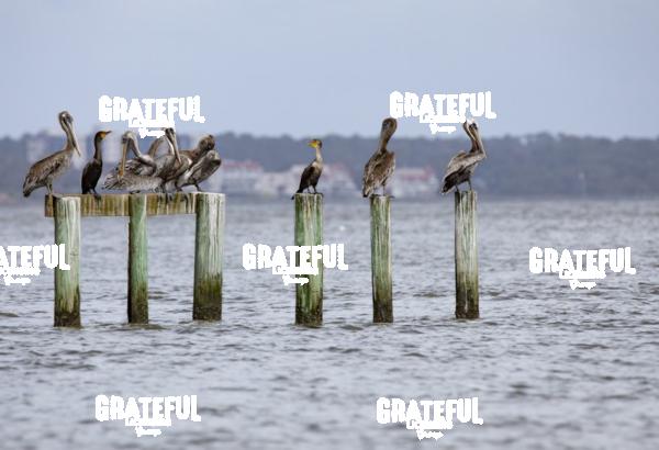 Pelicans and Cormorants on Pilings-1