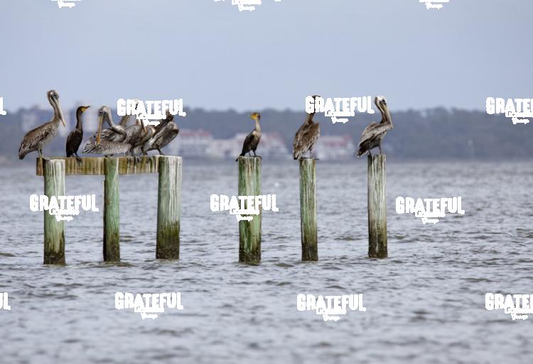 Pelicans and Cormorants on Pilings-1