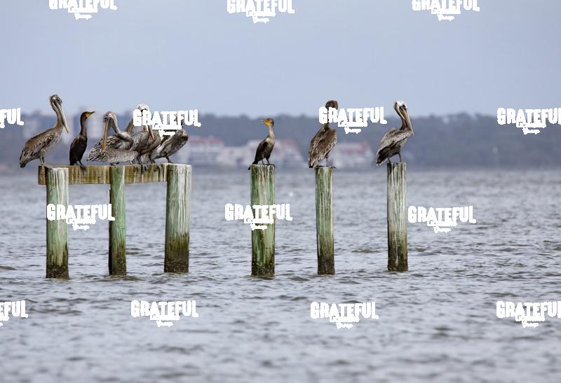 Pelicans and Cormorants on Pilings-1