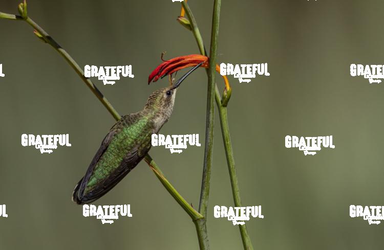 Rufous on Red Flower 3-1