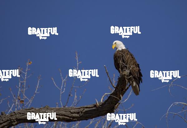 Bald Eagle on Cottonwood Branch-1