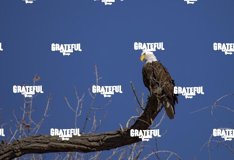 Bald Eagle on Cottonwood Branch-1
