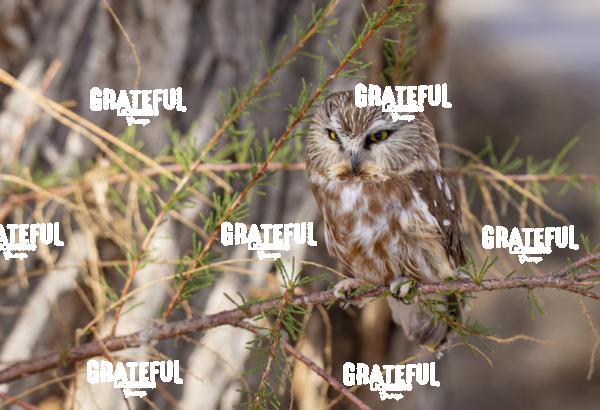 Northern Saw-Whet Owl 2-1