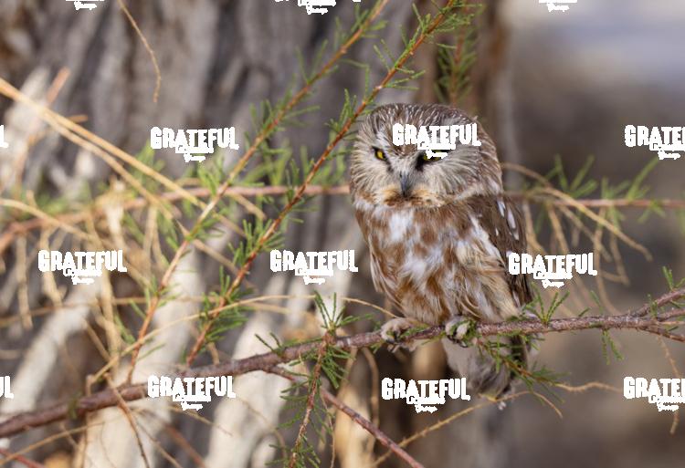 Northern Saw-Whet Owl 2-1