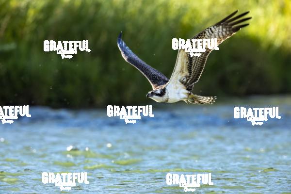 Osprey in Flight-1