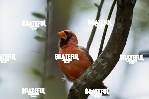 Northern Cardinal-1