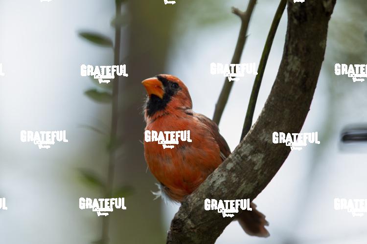 Northern Cardinal-1