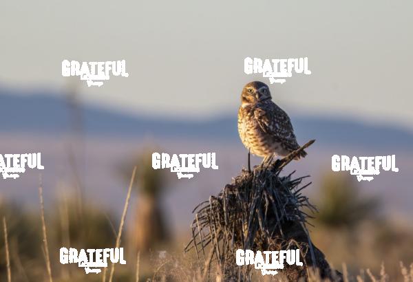 Burrowing Owl, White Sands, NM-1