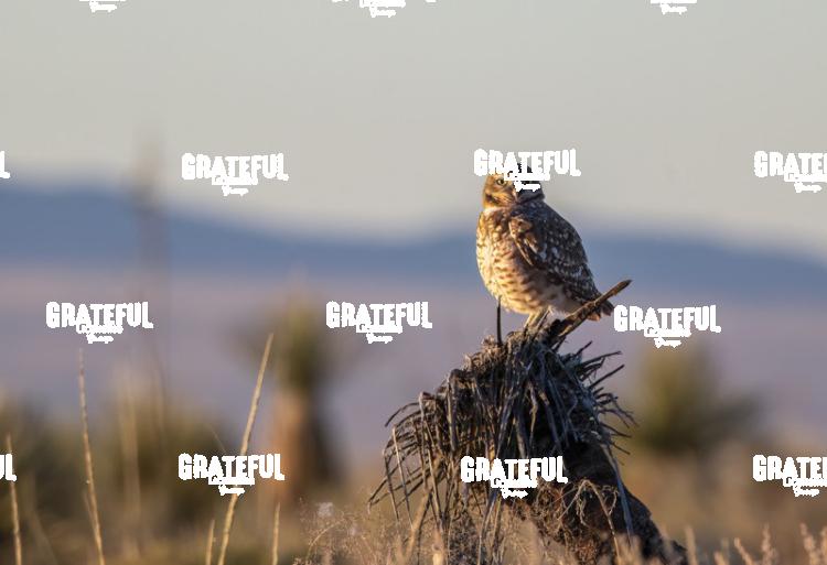 Burrowing Owl, White Sands, NM-1