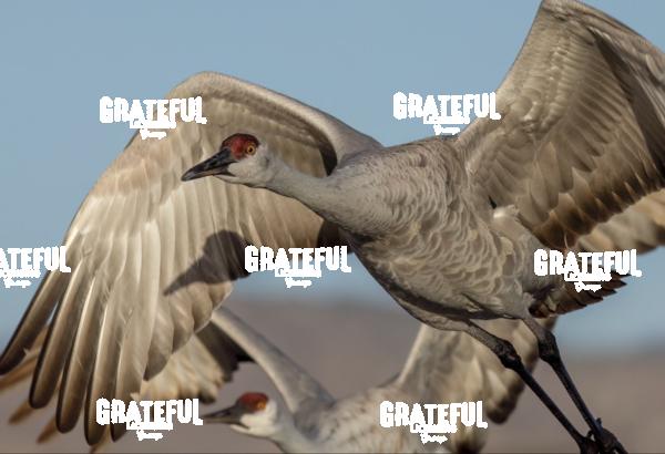 Sandhill Crane in Flight Close Up-1.jpg