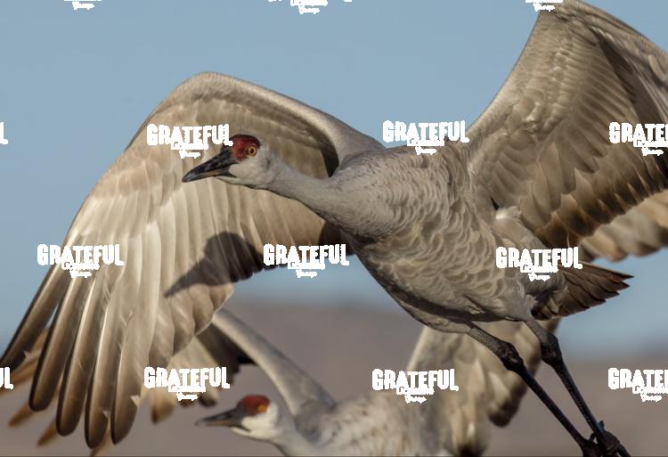 Sandhill Crane in Flight Close Up-1.jpg