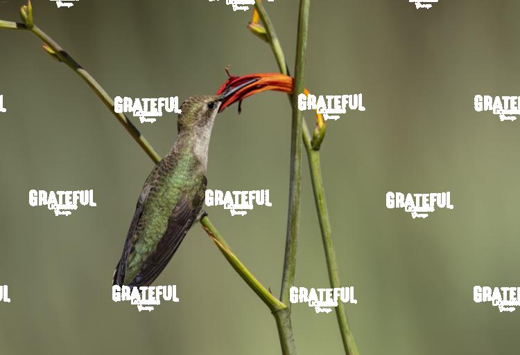 Rufous on Red Flower 2-1