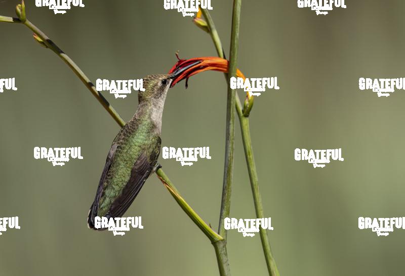 Rufous on Red Flower 2-1