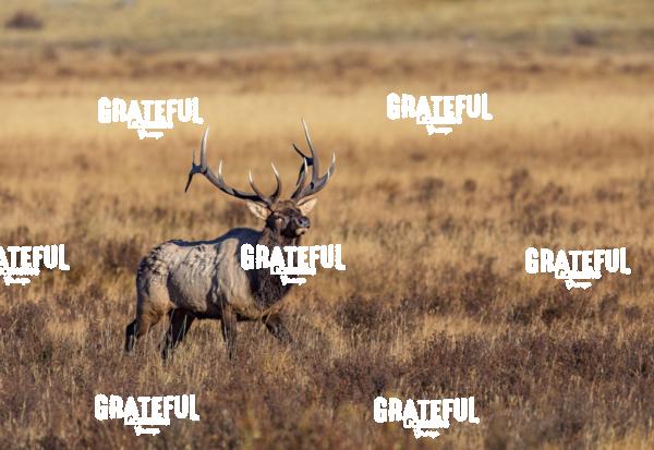 Bull Elk Sun Rise-1