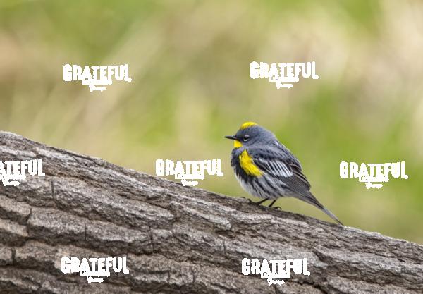 Yellow Crowned Sparrow-1