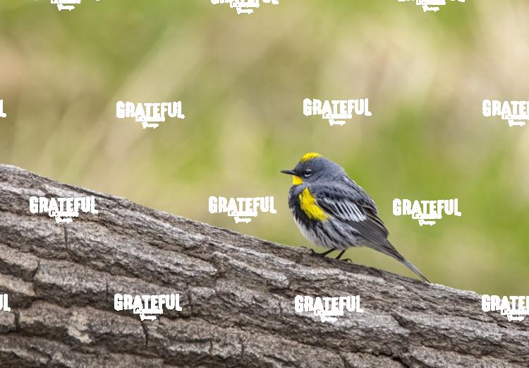 Yellow Crowned Sparrow-1