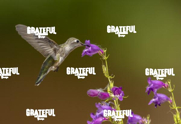 Hummingbird on Purple Flower-1