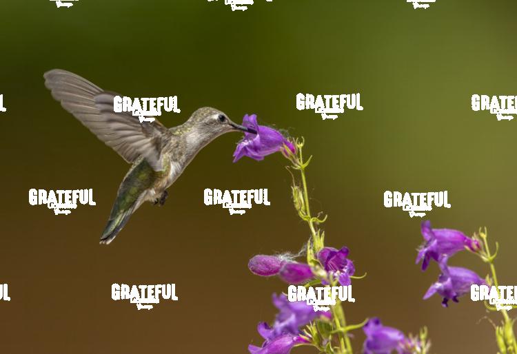 Hummingbird on Purple Flower-1