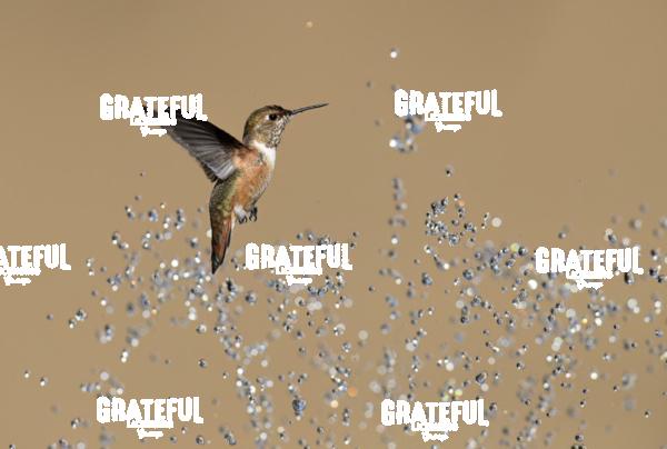 Rufous and Raindrops2-1