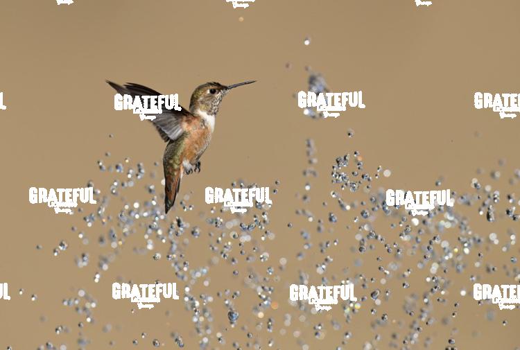 Rufous and Raindrops2-1