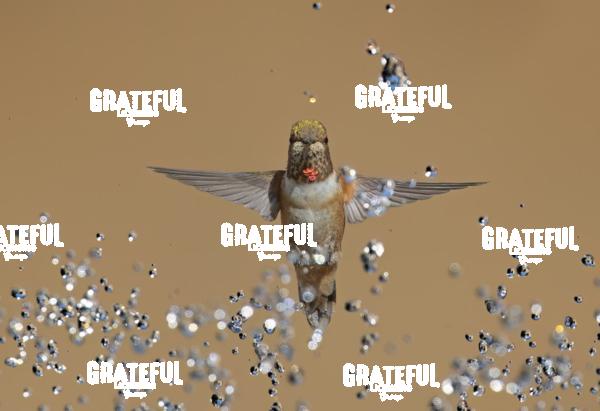 Rufous and Raindrops2-1-3