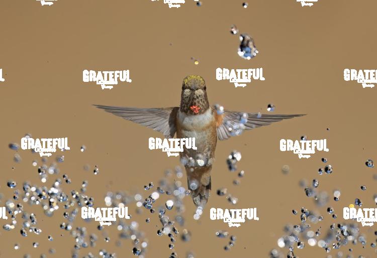 Rufous and Raindrops2-1-3