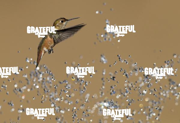 Rufous and Raindrops2-1-2