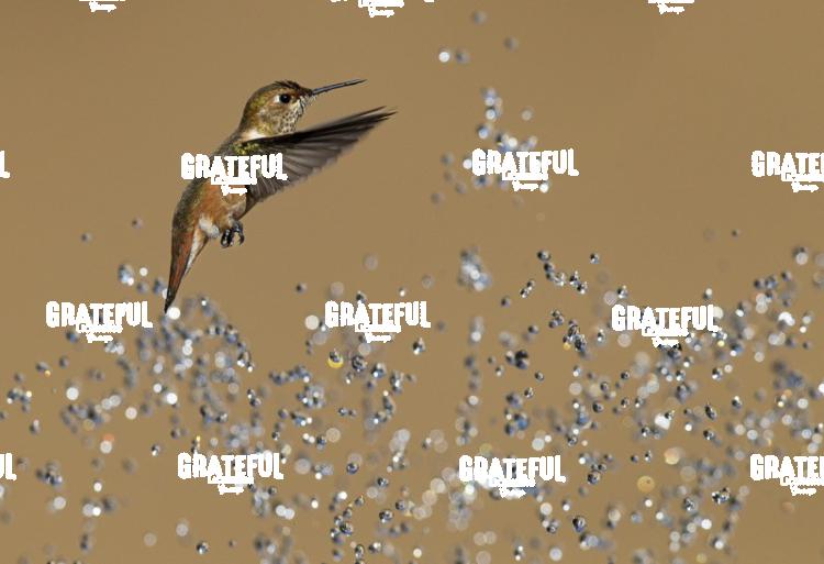 Rufous and Raindrops2-1-2